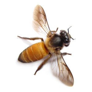 Bee Products