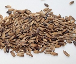 Milk Thistle Seed