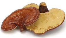 Reishi