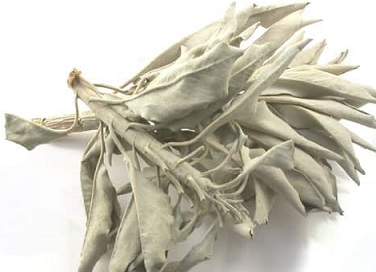 white sage leaves