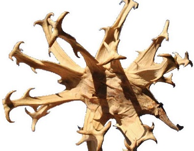 Devil's Claw Root