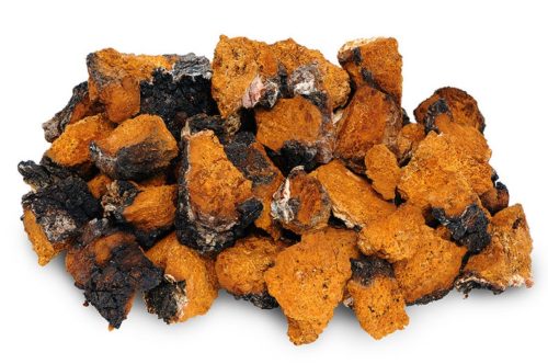 Chaga Mushroom