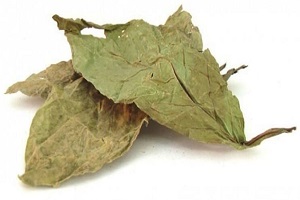 Dried Calea zacatechichi leaves