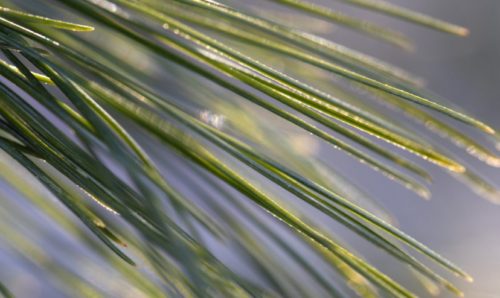 Image of Eastern white pine needles