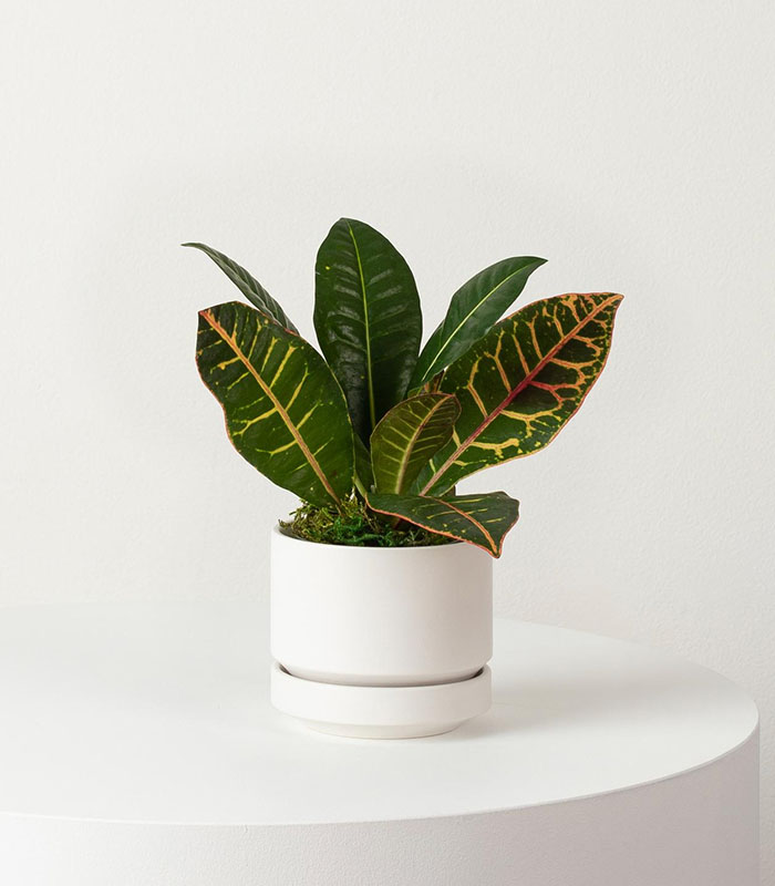 Coco Coir Pole - Image 3