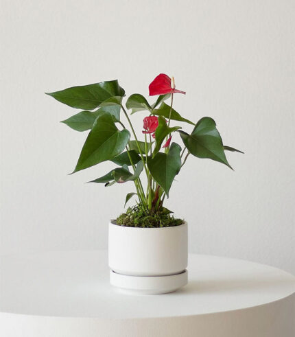 Anthurium โ King of hearts